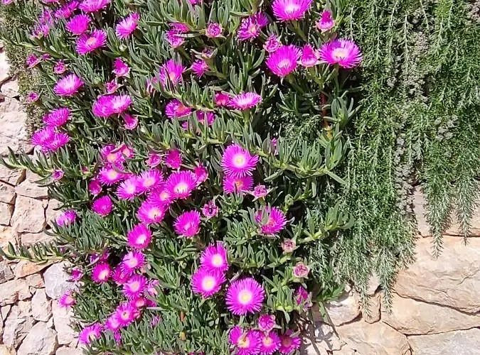 Lejlighed Nona Keka
